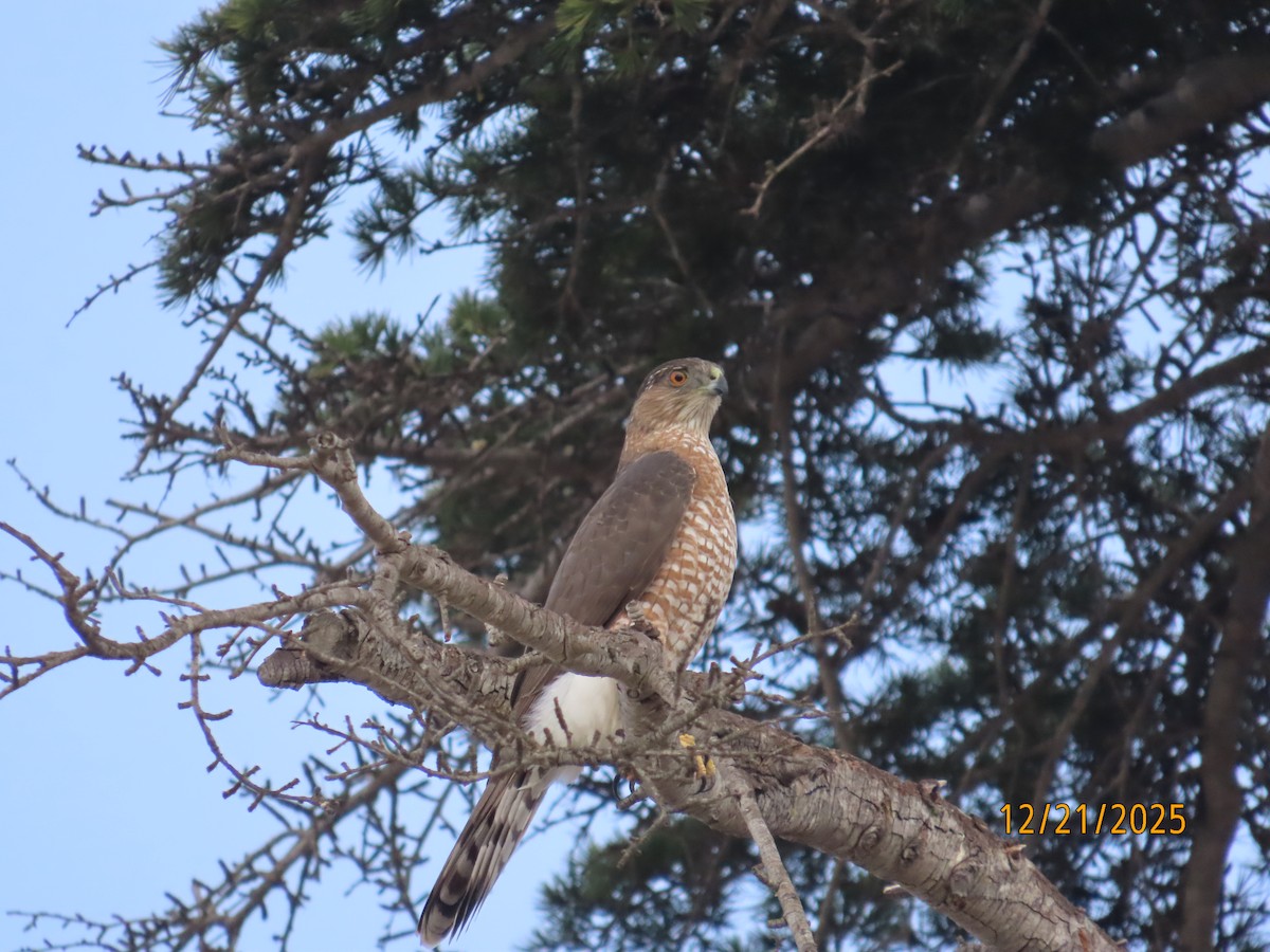 Куперов ястреб - ML647480118