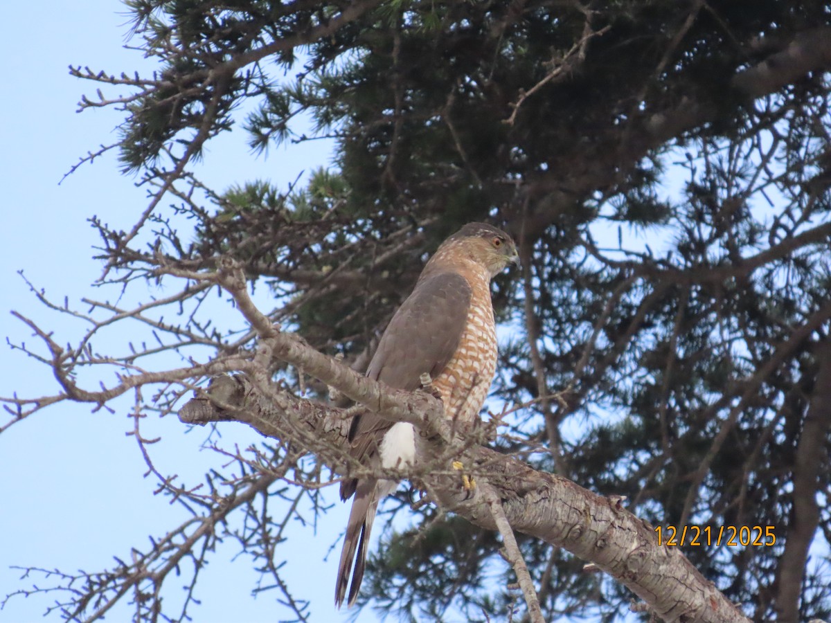 Куперов ястреб - ML647480119