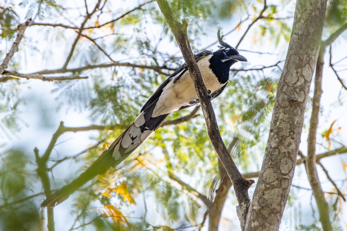 Черногорлая сорочья сойка - ML647480121