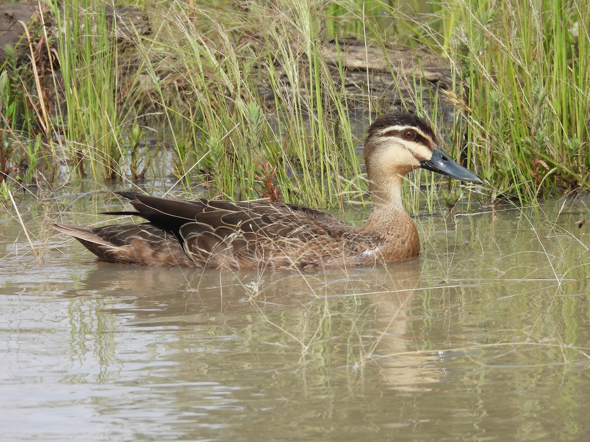 Серая кряква - ML647480124