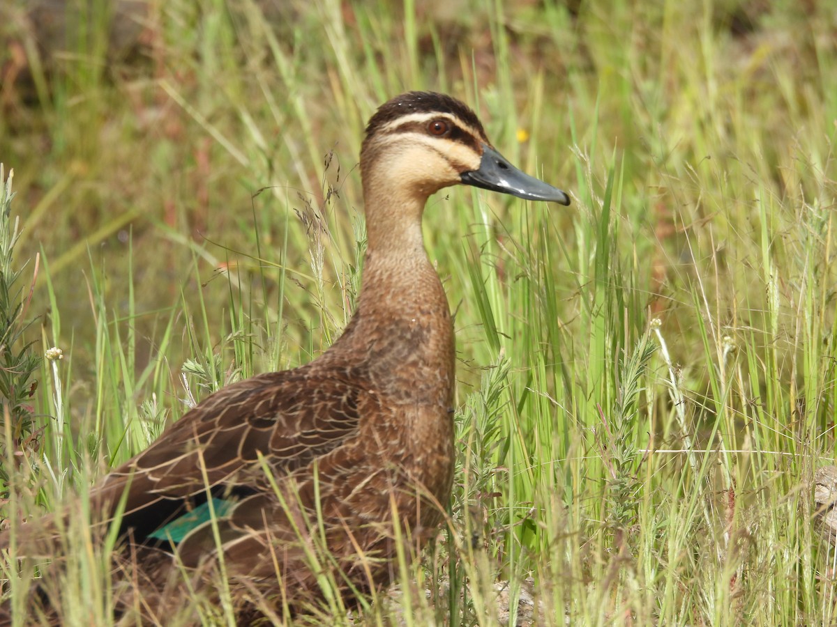 Серая кряква - ML647480125