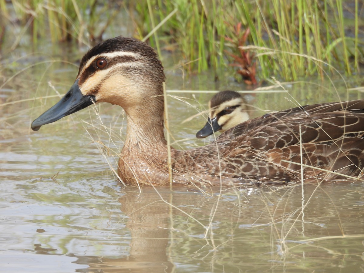Серая кряква - ML647480126