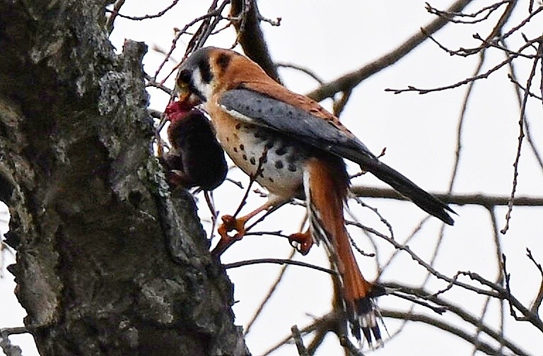 Воробьиная пустельга - ML647480127