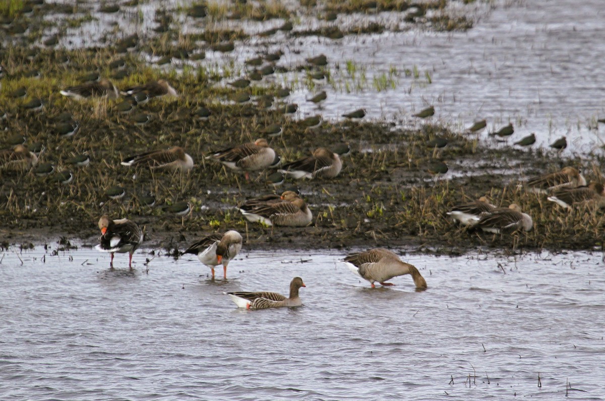 Серый гусь - ML647480128