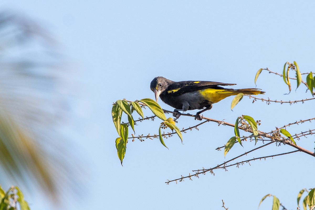 Мексиканский кассик - ML647480129