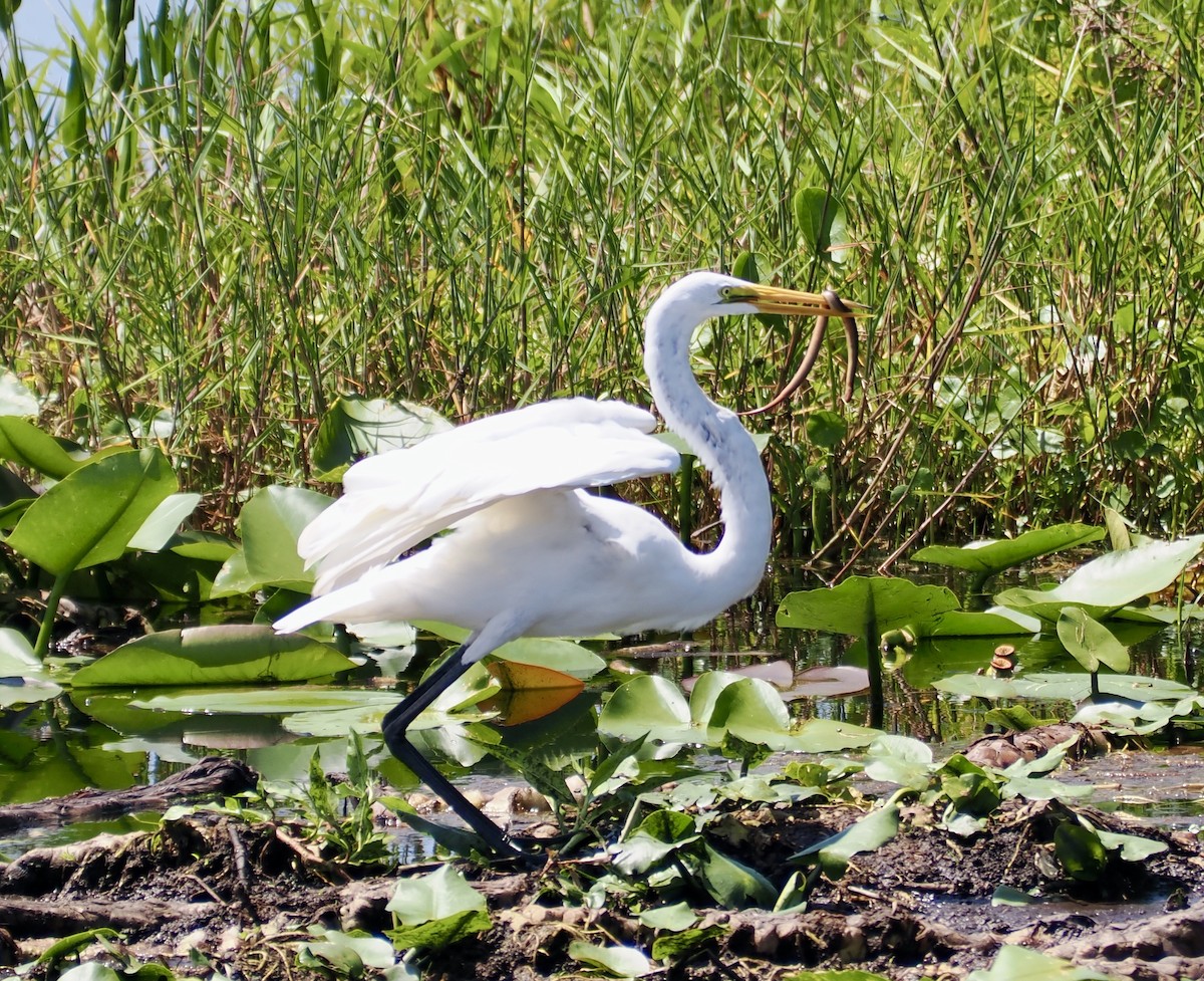 Большая белая цапля - ML647480130