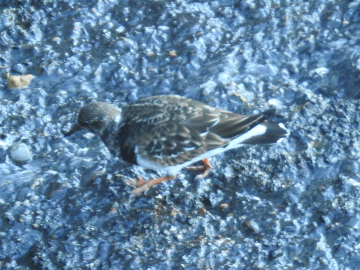 Камнешарка - ML647480133