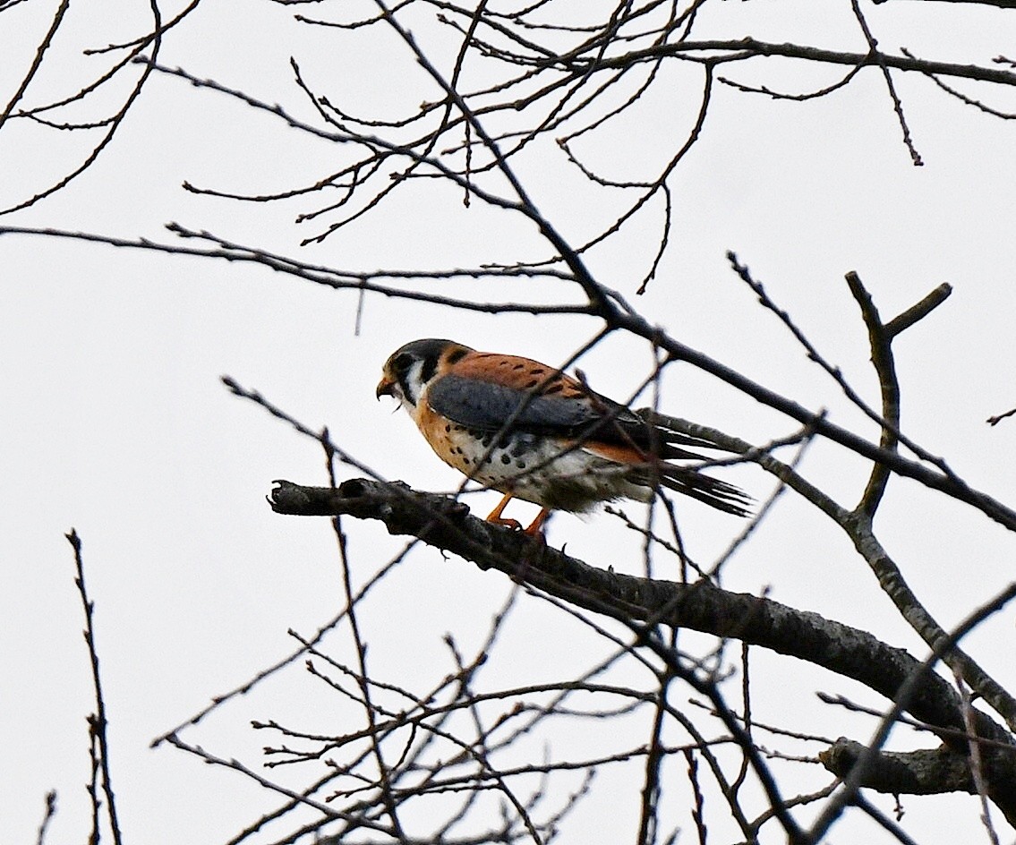 Воробьиная пустельга - ML647480134