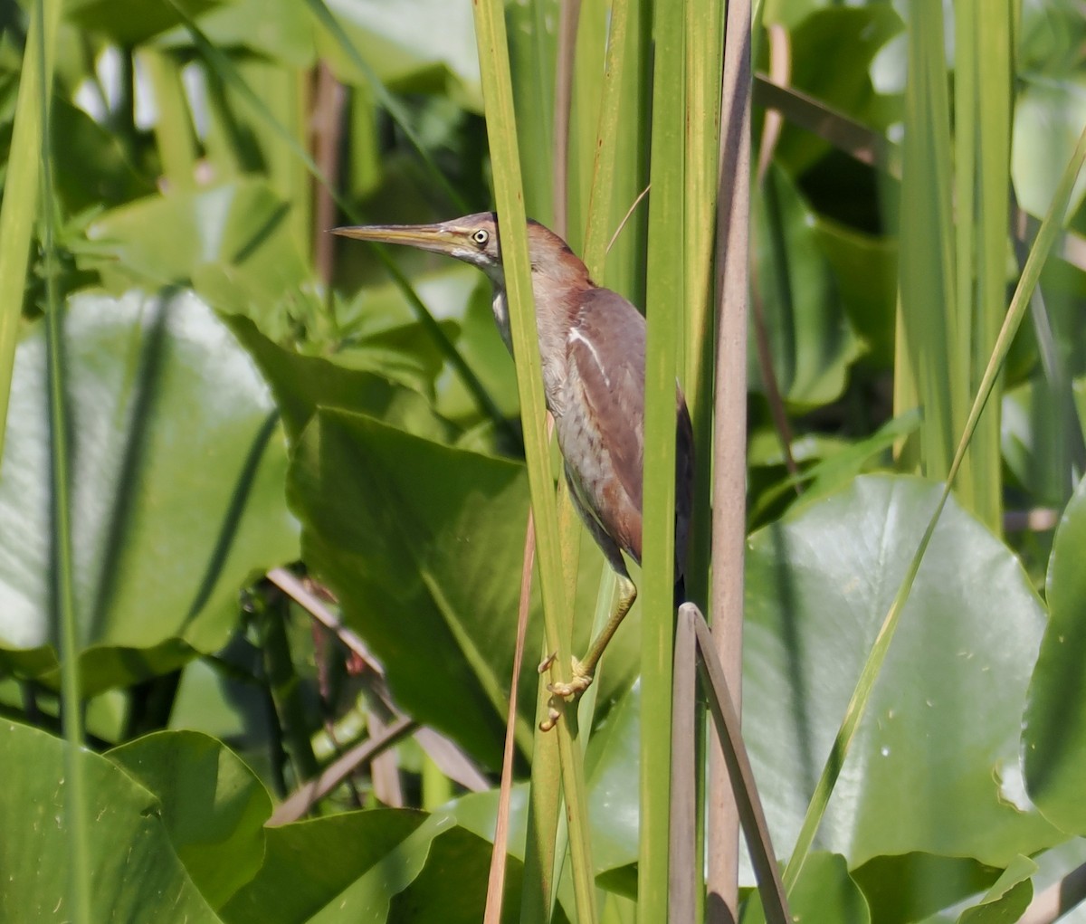 Американский волчок - ML647480136