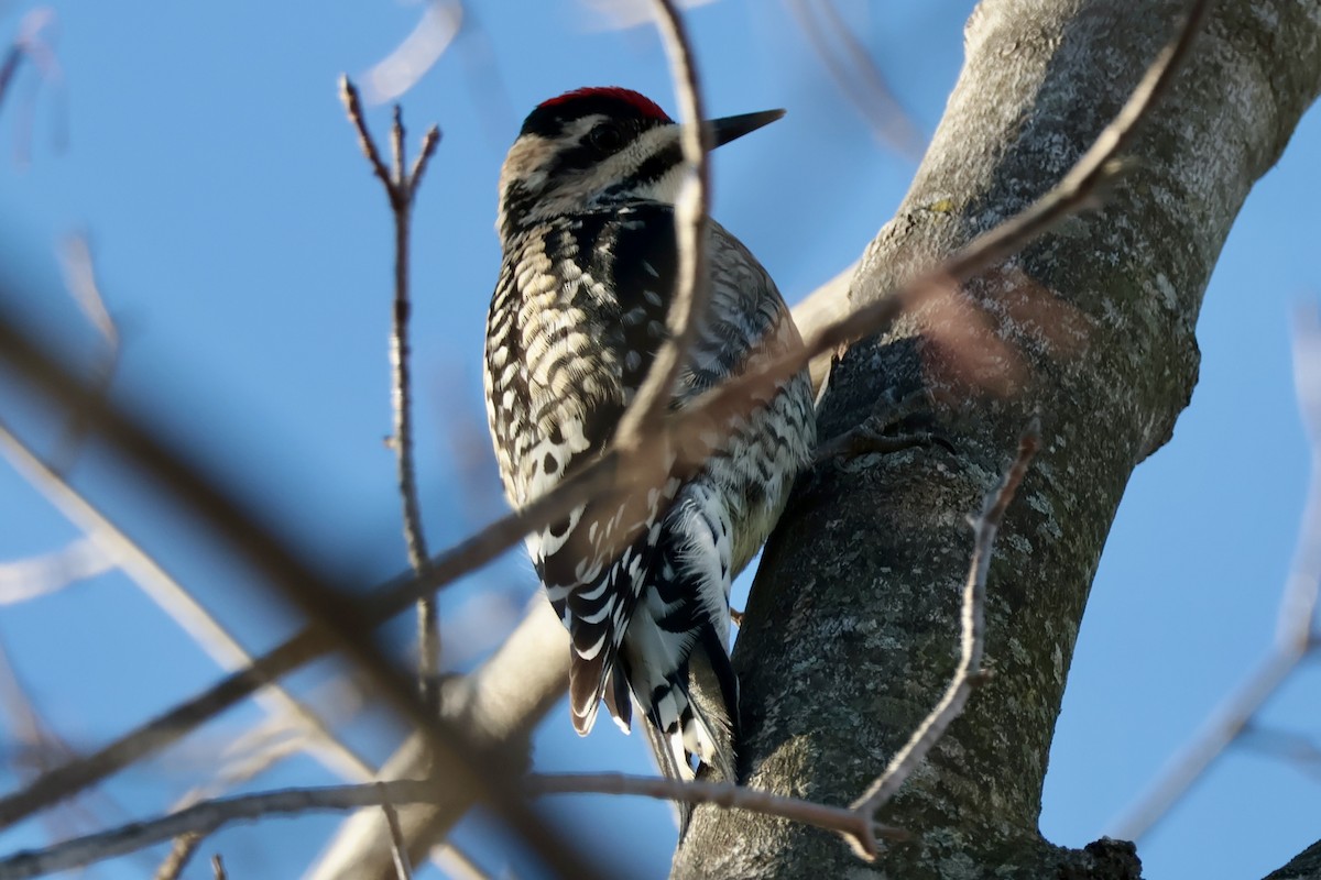 Желтобрюхий дятел-сокоед - ML647480137