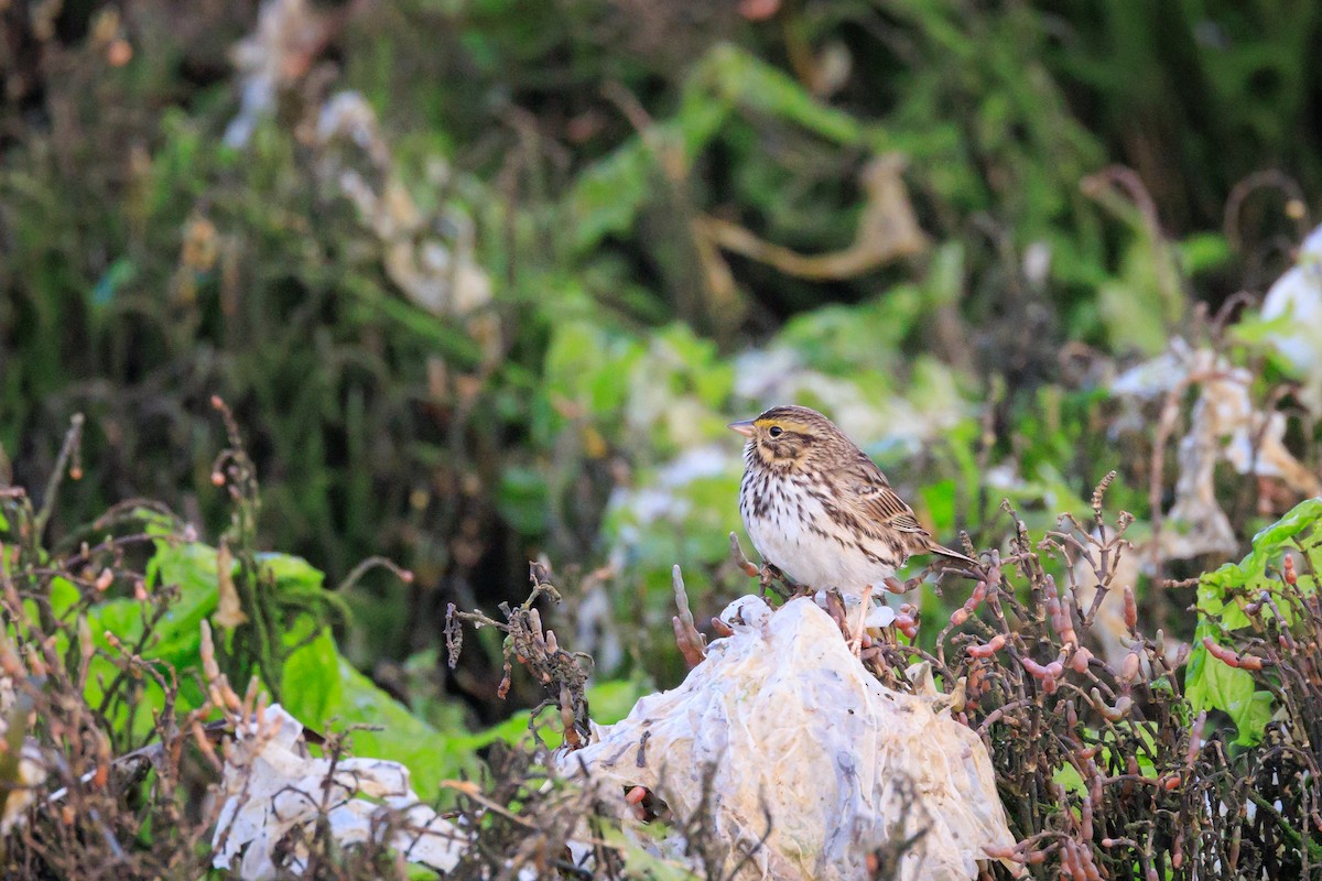 Саванная овсянка - ML647480138