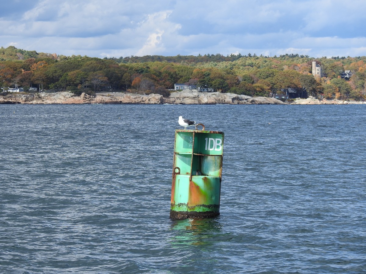 Морская чайка - ML647480139