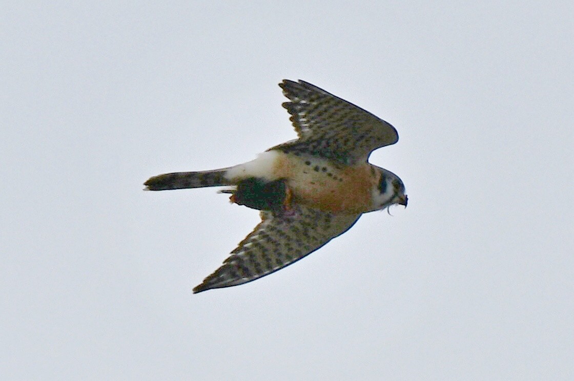 Воробьиная пустельга - ML647480141