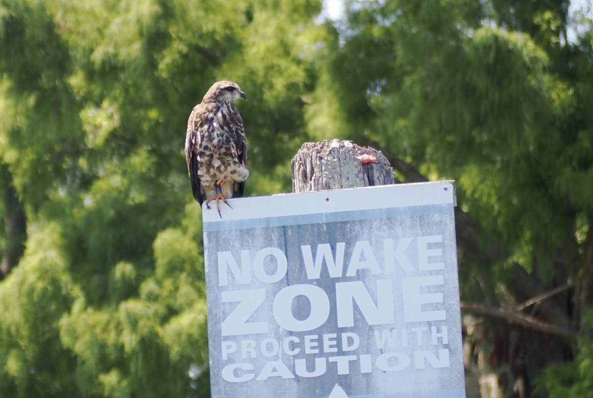 Коршун-слизнеед - ML647480142