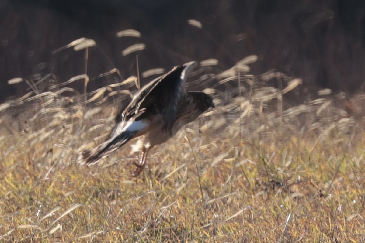 Американский лунь - ML647480145