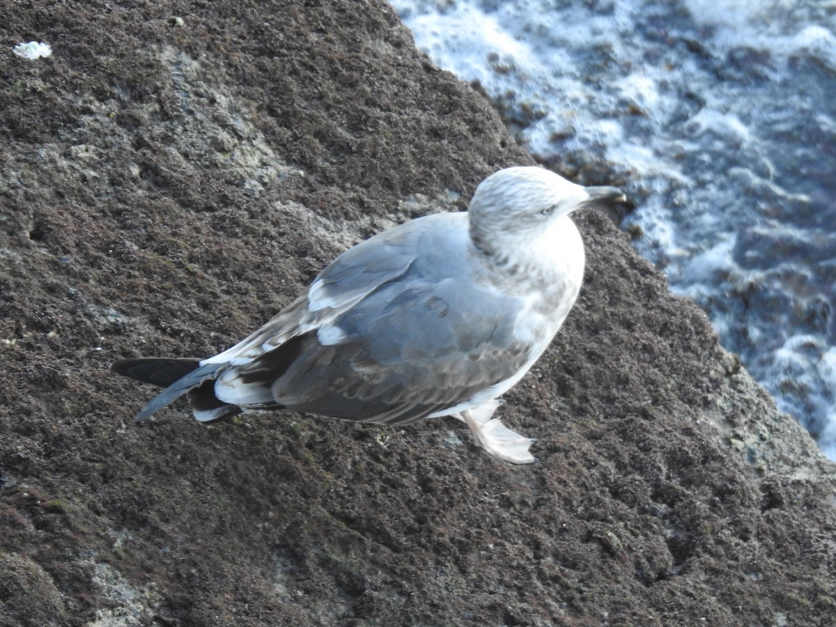 Клуша - ML647480147