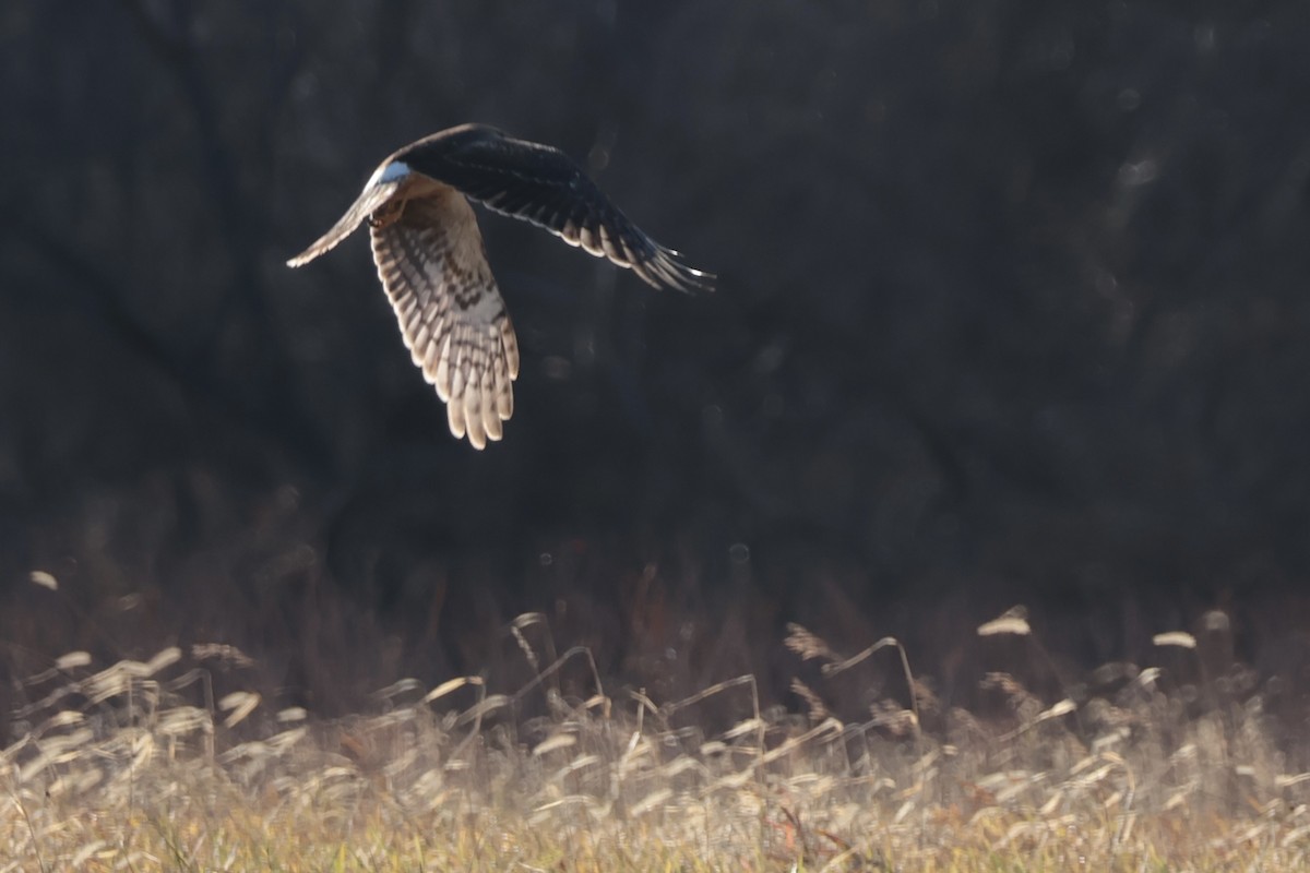 Американский лунь - ML647480148