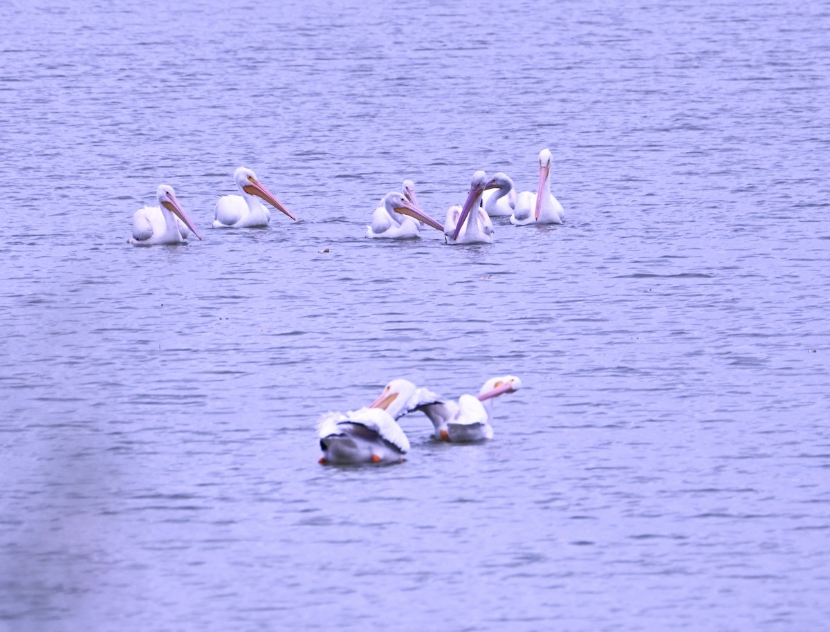 Пеликан-носорог - ML647480149