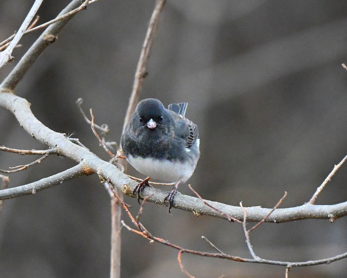 Серый юнко - ML647480150