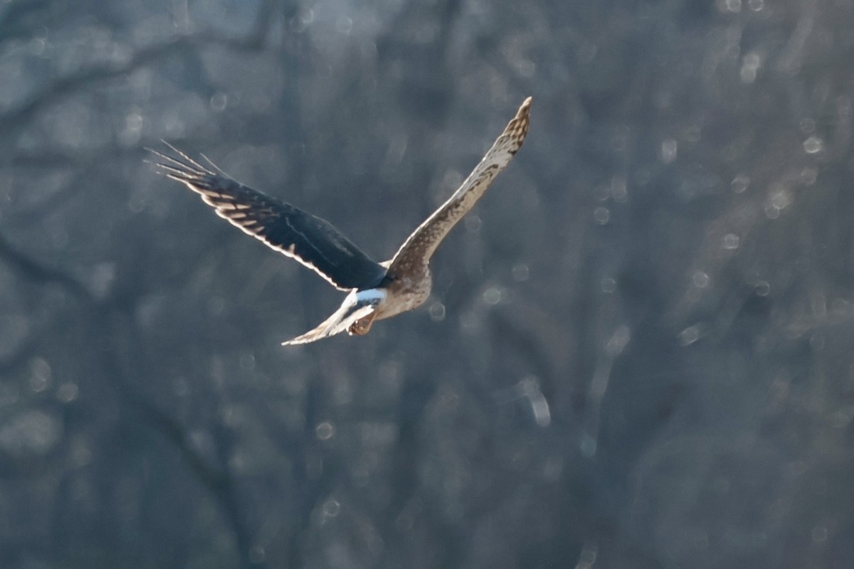 Американский лунь - ML647480151