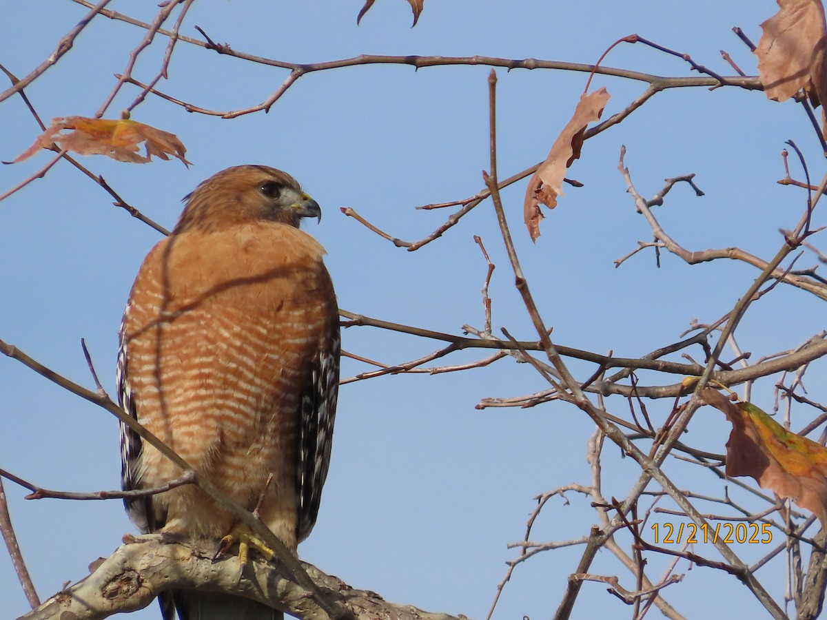 Красноплечий канюк - ML647480152