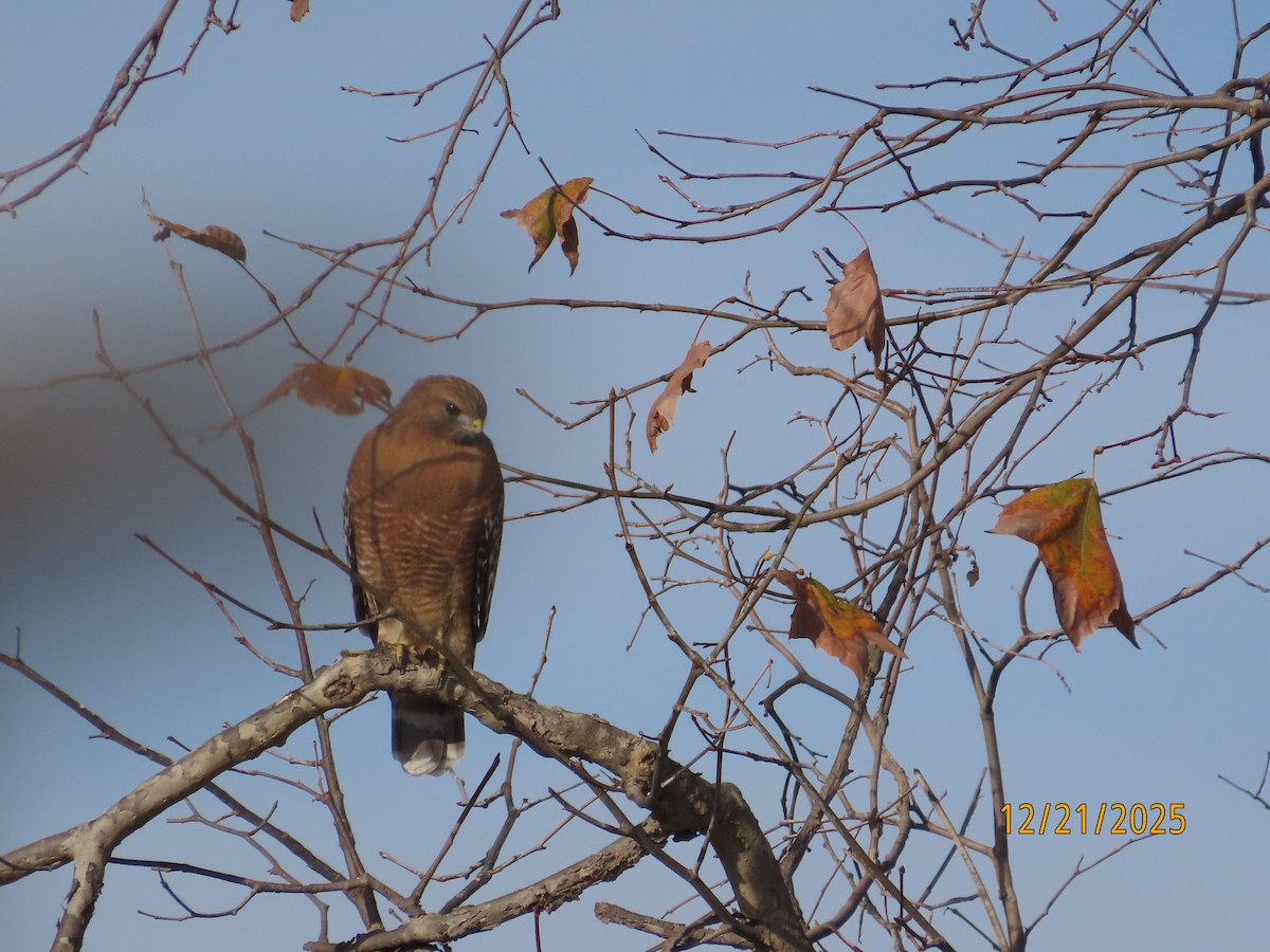 Красноплечий канюк - ML647480153