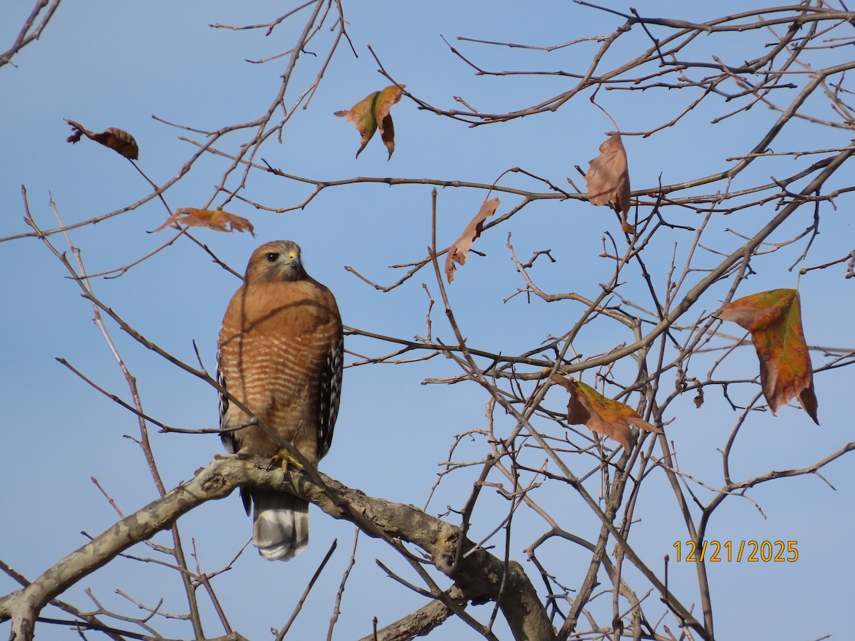 Красноплечий канюк - ML647480154