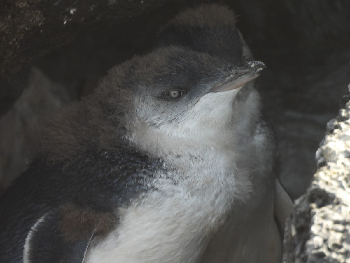 Малый пингвин - ML647480162