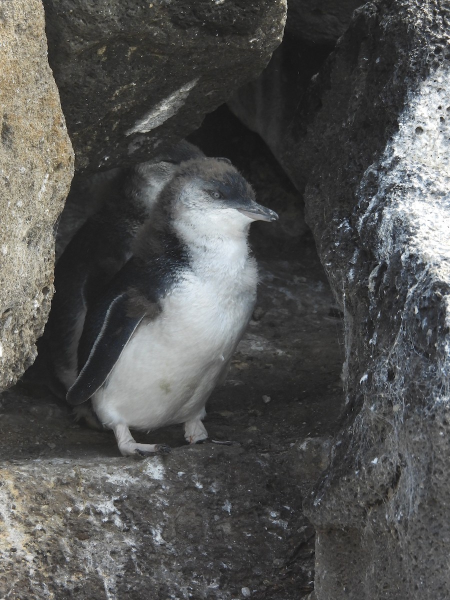 Малый пингвин - ML647480163