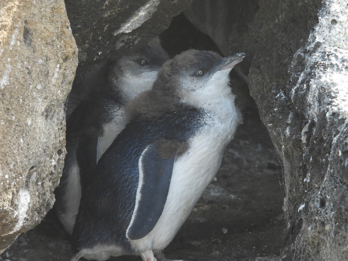 Малый пингвин - ML647480164