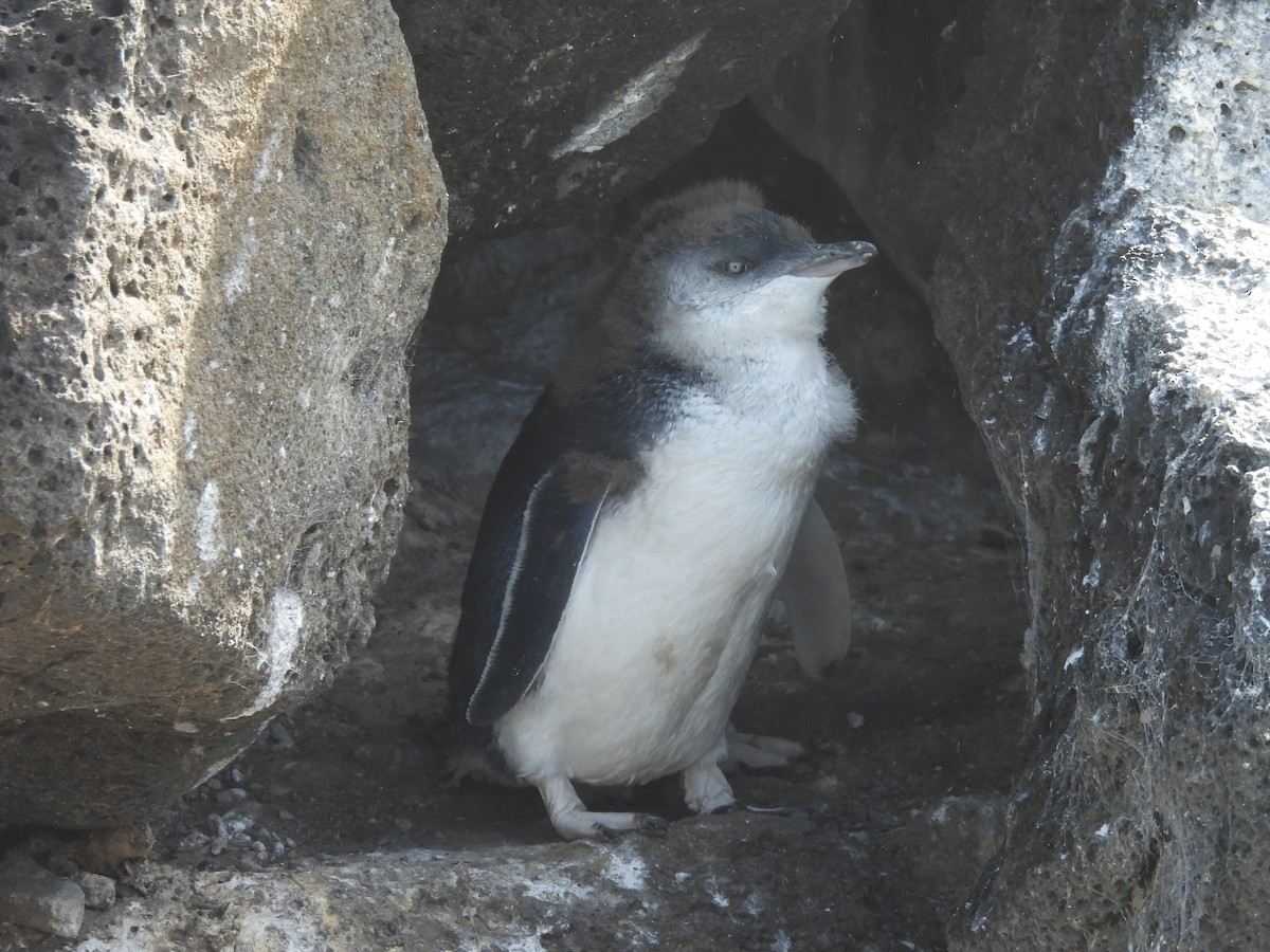 Малый пингвин - ML647480165