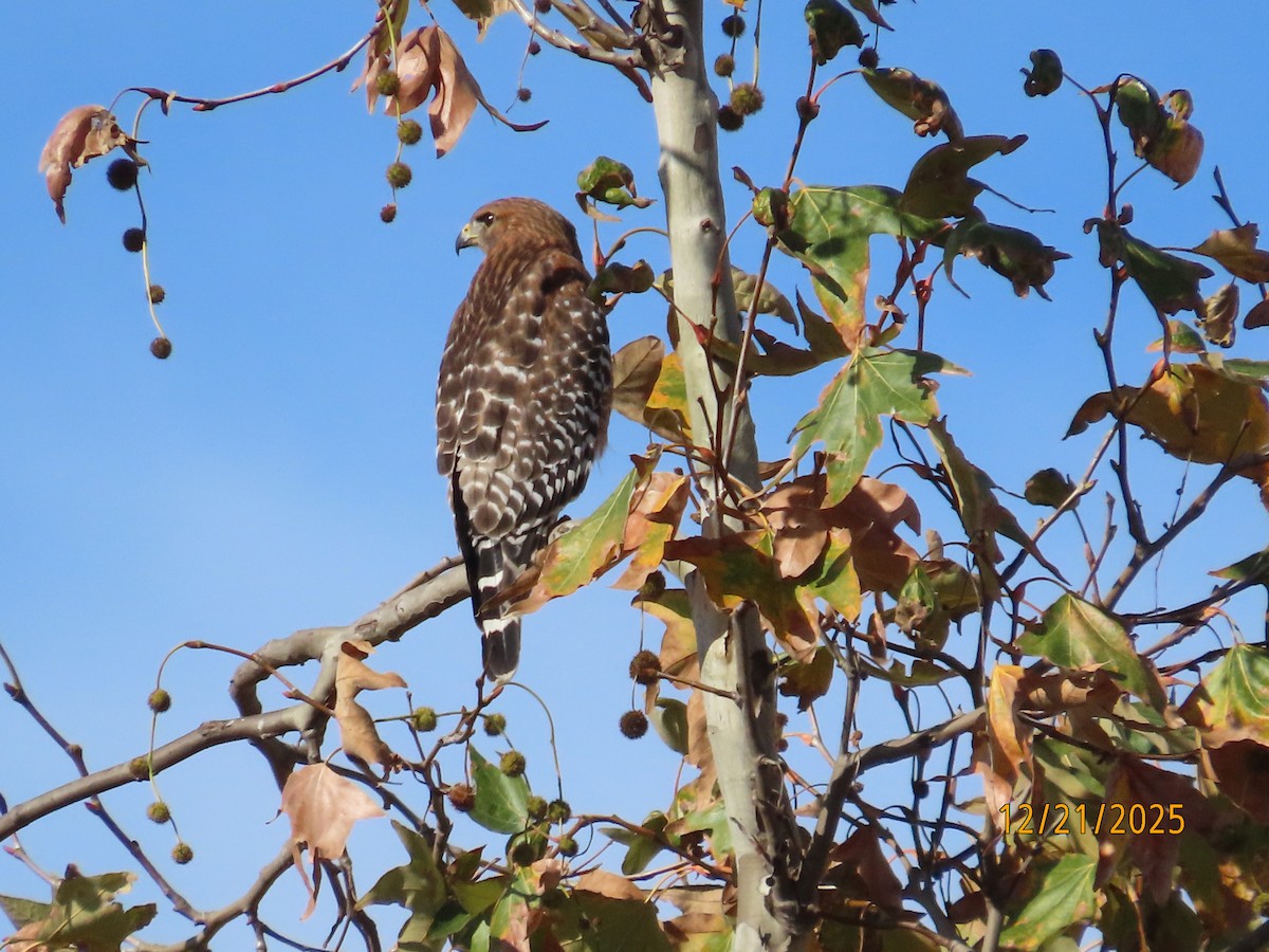 káně páskovaná - ML647480180