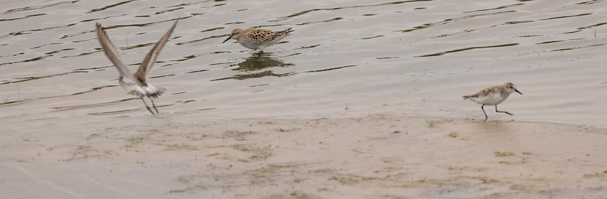 Weißbürzel-Strandläufer - ML647480194