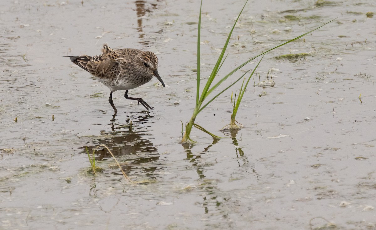 Weißbürzel-Strandläufer - ML647480195