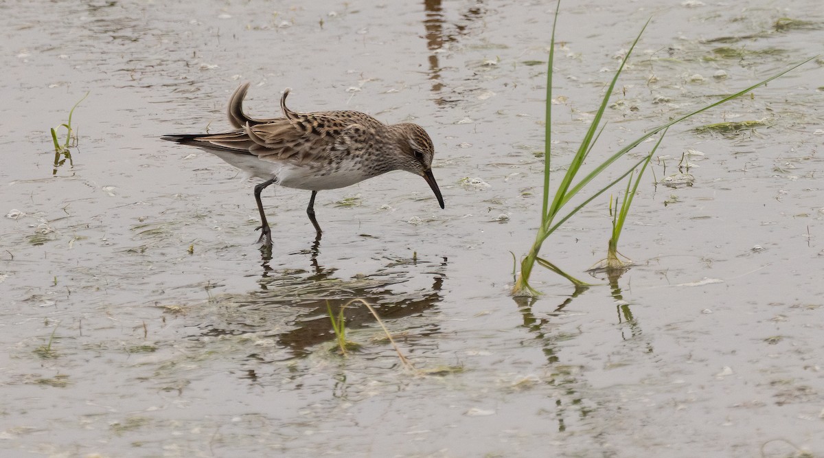 Weißbürzel-Strandläufer - ML647480196