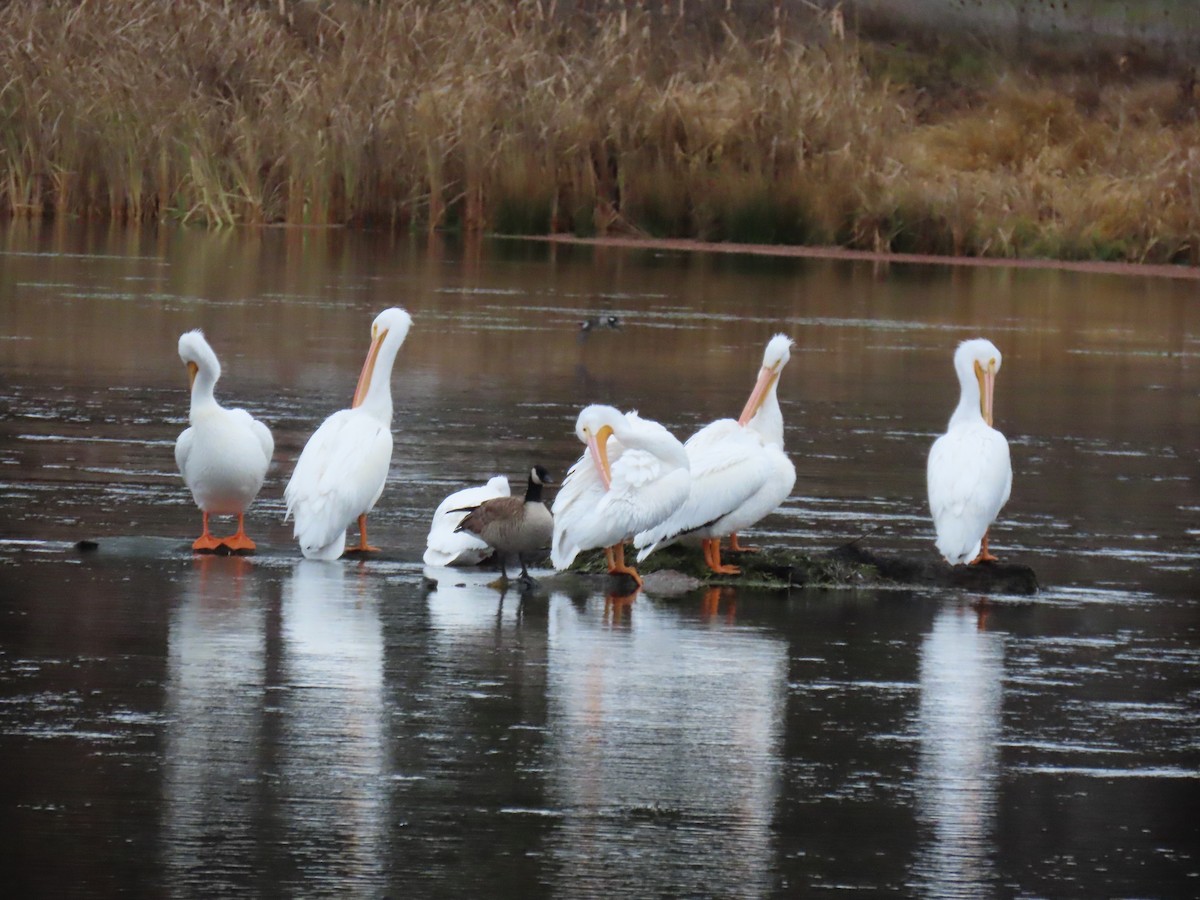 Nashornpelikan - ML647480222