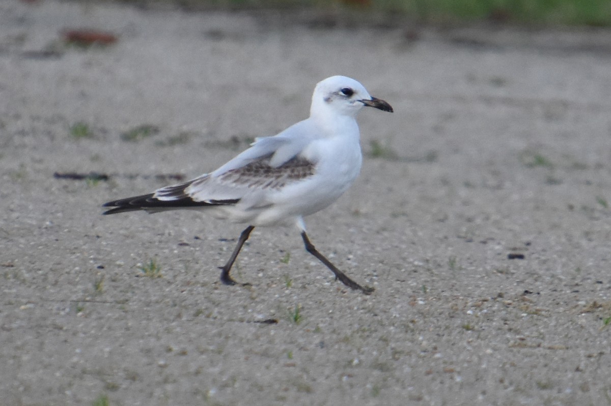 Mediterranean Gull - ML647480229