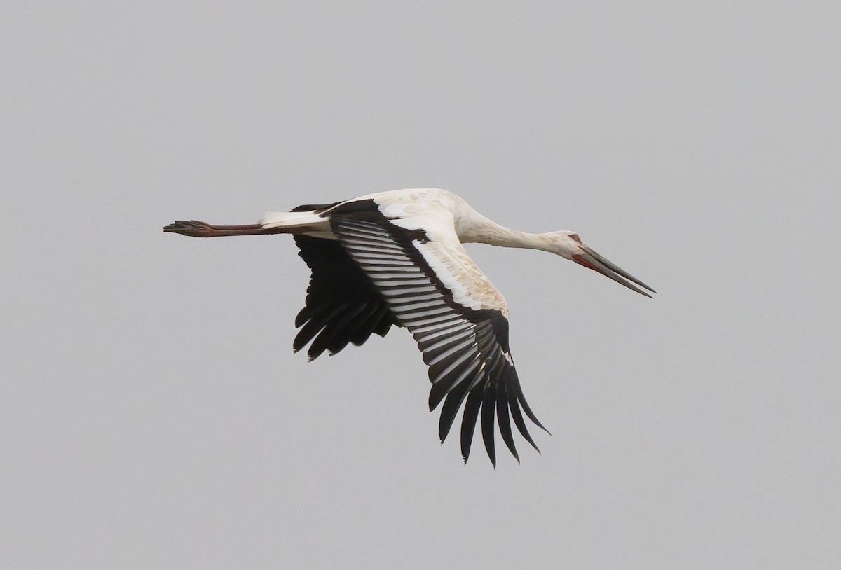 Oriental Stork - ML647480241