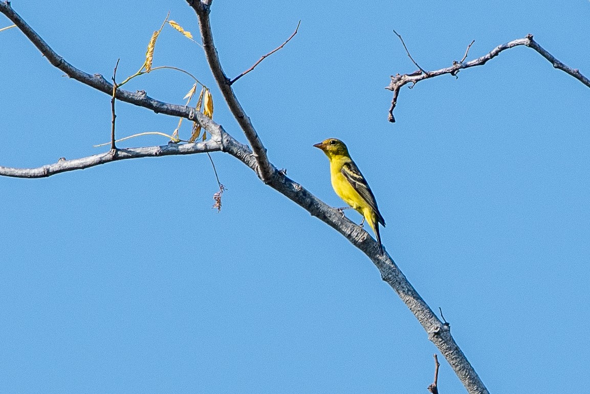 Western Tanager - ML647480263