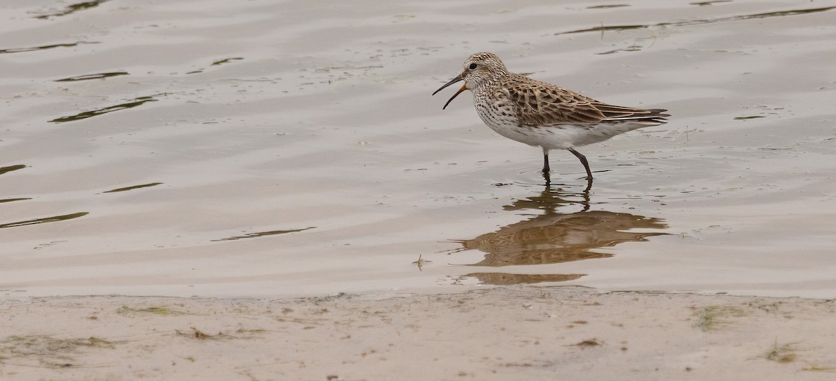 Weißbürzel-Strandläufer - ML647480264