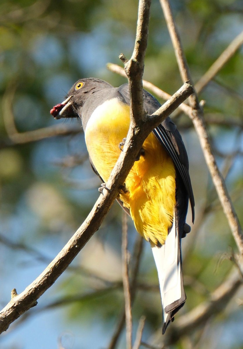 Citreoline Trogon - ML647480298