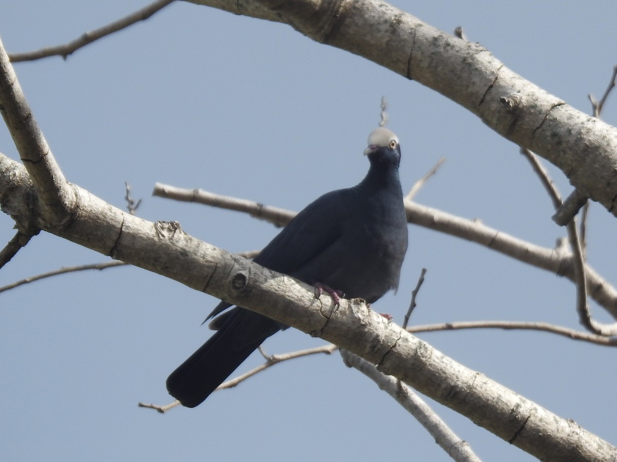 Голуб карибський - ML647480305