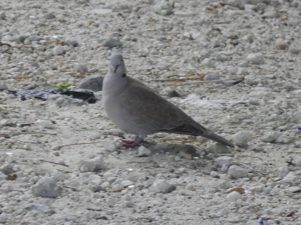 Горлиця садова - ML647480323