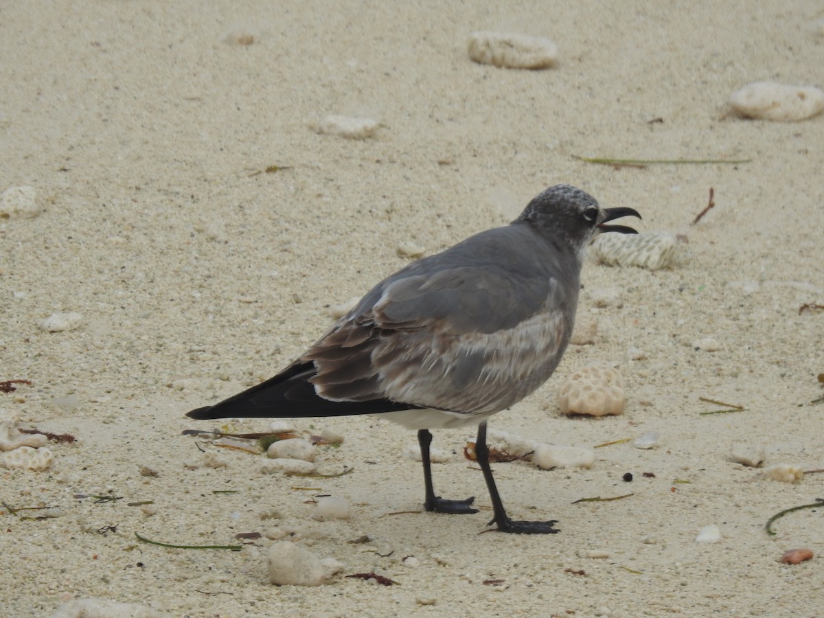 Мартин карибський - ML647480341