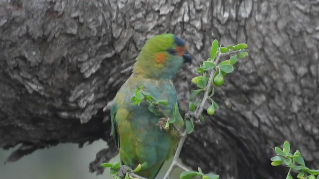Purple-crowned Lorikeet - ML647480351