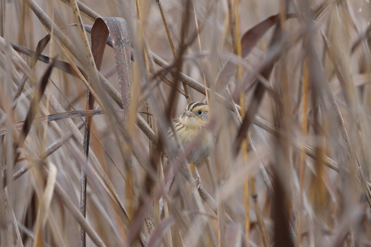 LeConte's Sparrow - ML647480352
