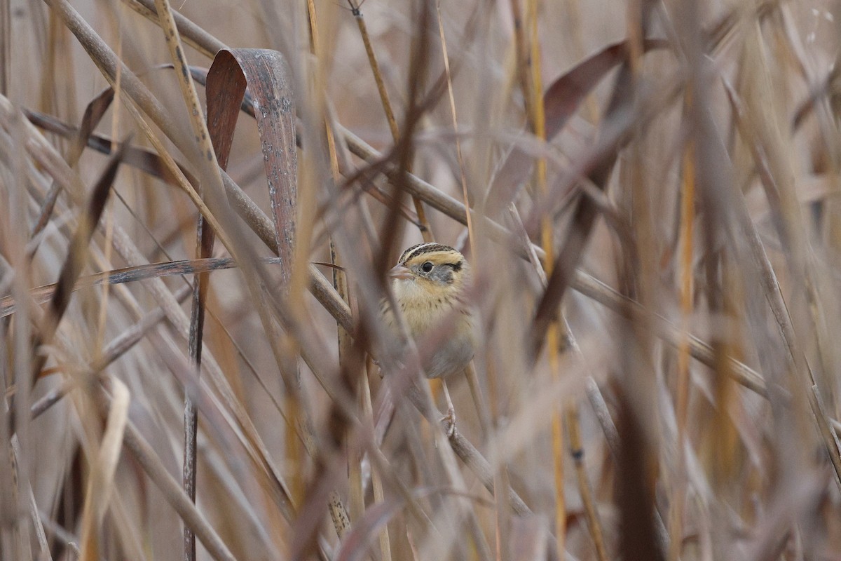 LeConte's Sparrow - ML647480353