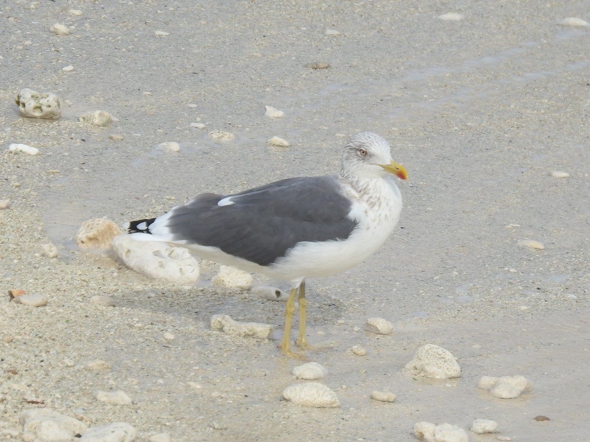 Мартин чорнокрилий - ML647480356