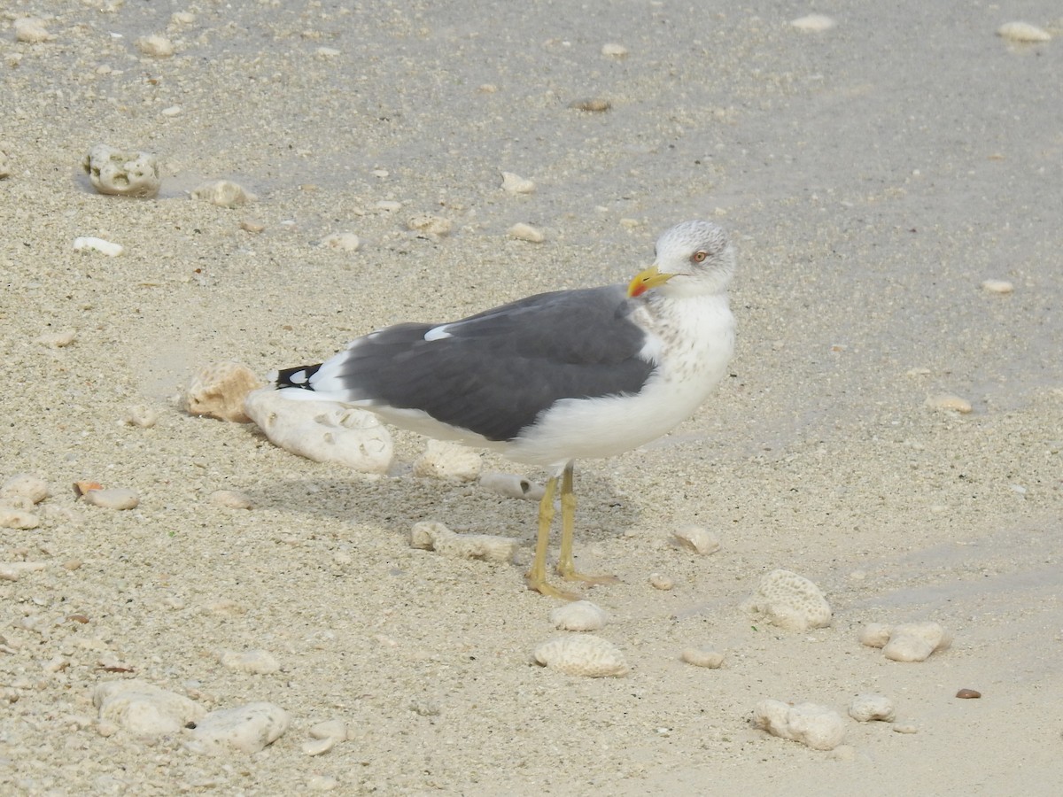 Мартин чорнокрилий - ML647480357