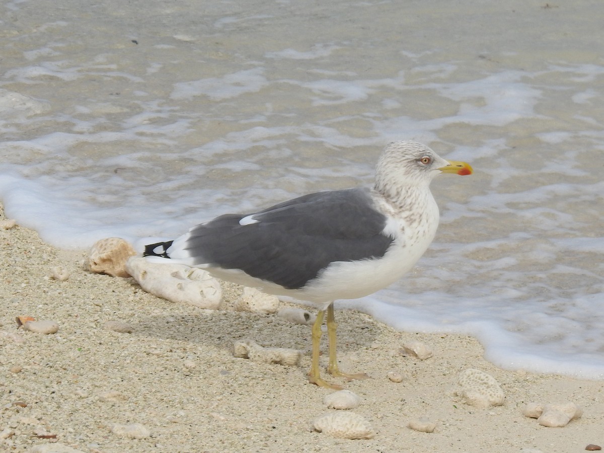 Мартин чорнокрилий - ML647480358